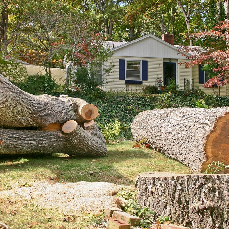 tree-removal-3 260 Roofing - Tree Removal Project
